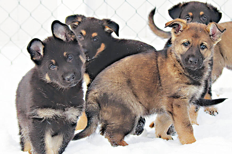 RCMP asking Canadian kids to name police dog puppies